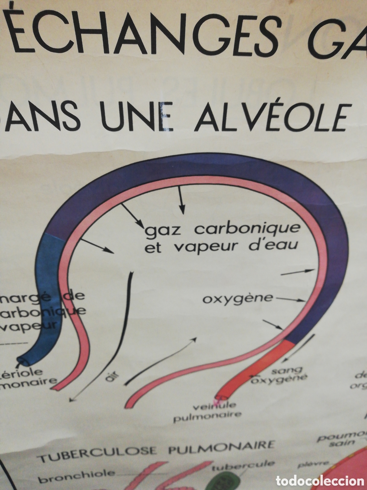 Carteles: Cartel Pulmones. En Franc&eacute;s. - Foto 13