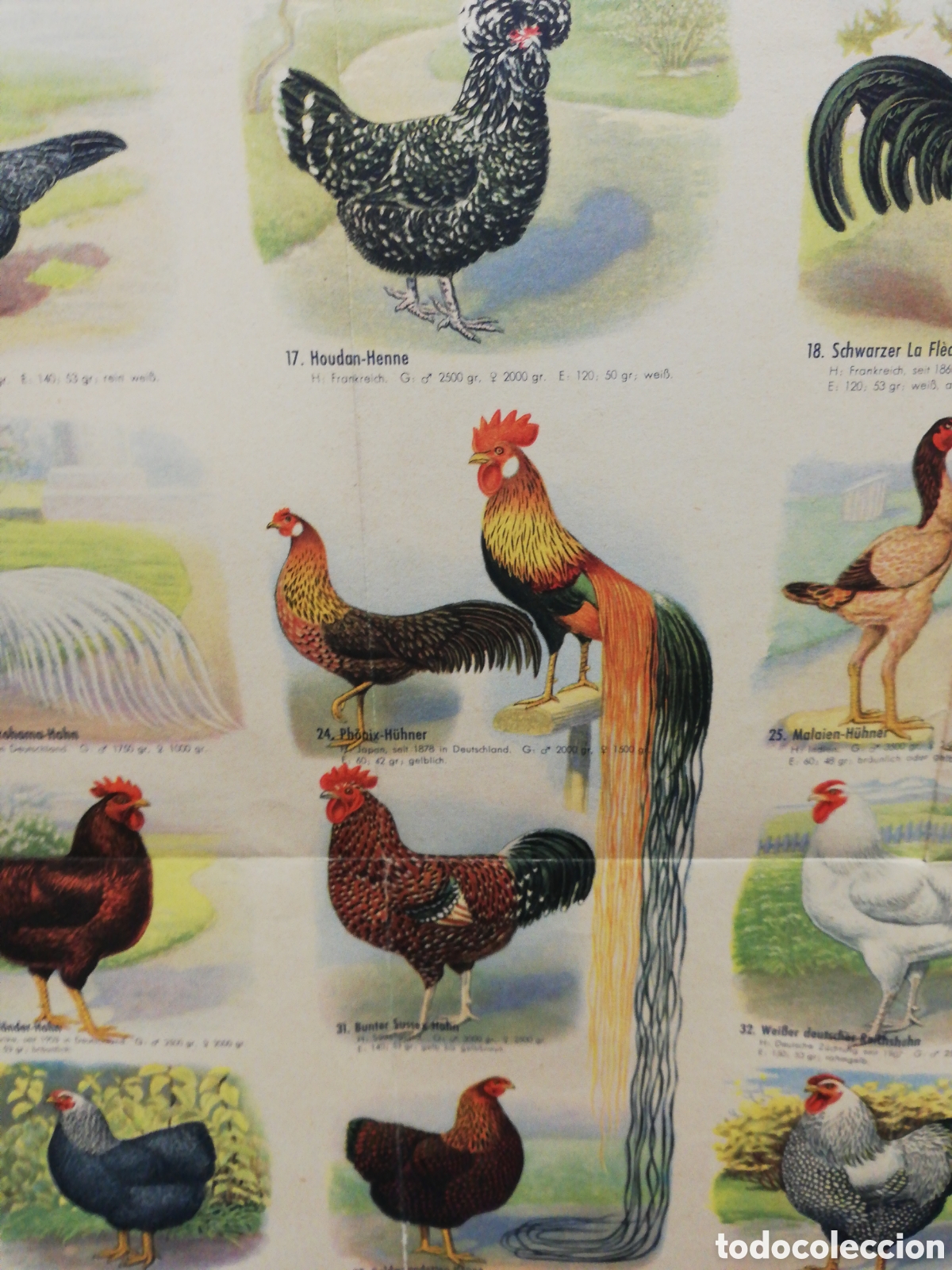 Carteles: Poster Desplegable de Razas de Pollos en Alem&aacute;n. - Foto 2