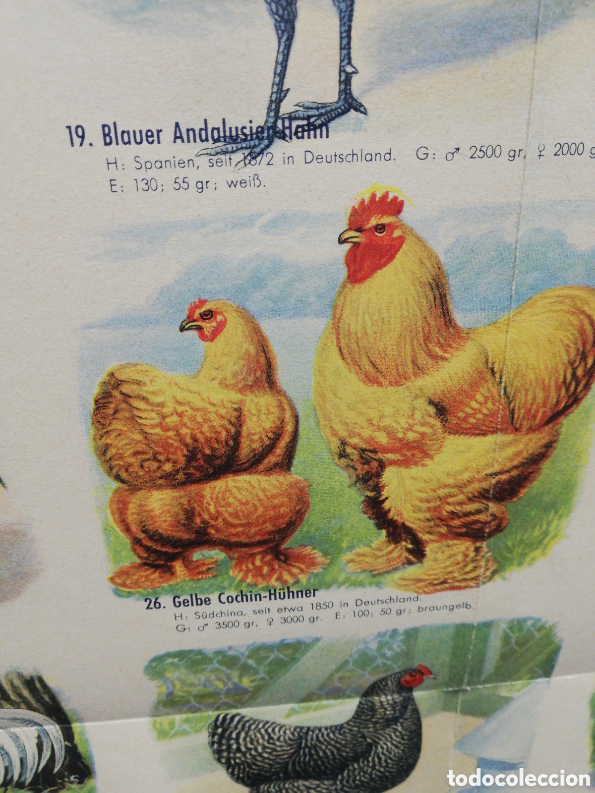 Carteles: Poster Desplegable de Razas de Pollos en Alem&aacute;n. - Foto 3