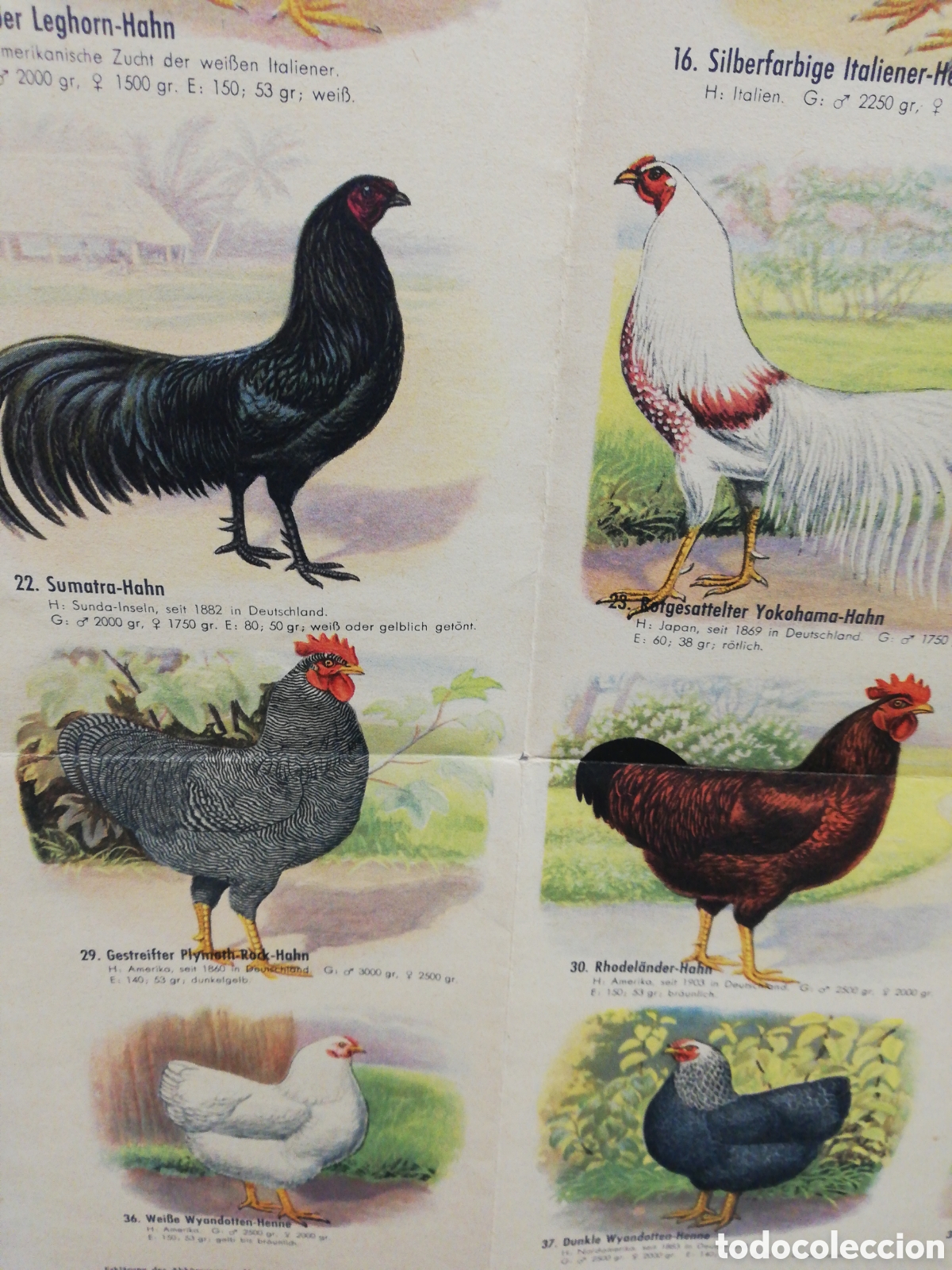 Carteles: Poster Desplegable de Razas de Pollos en Alem&aacute;n. - Foto 4