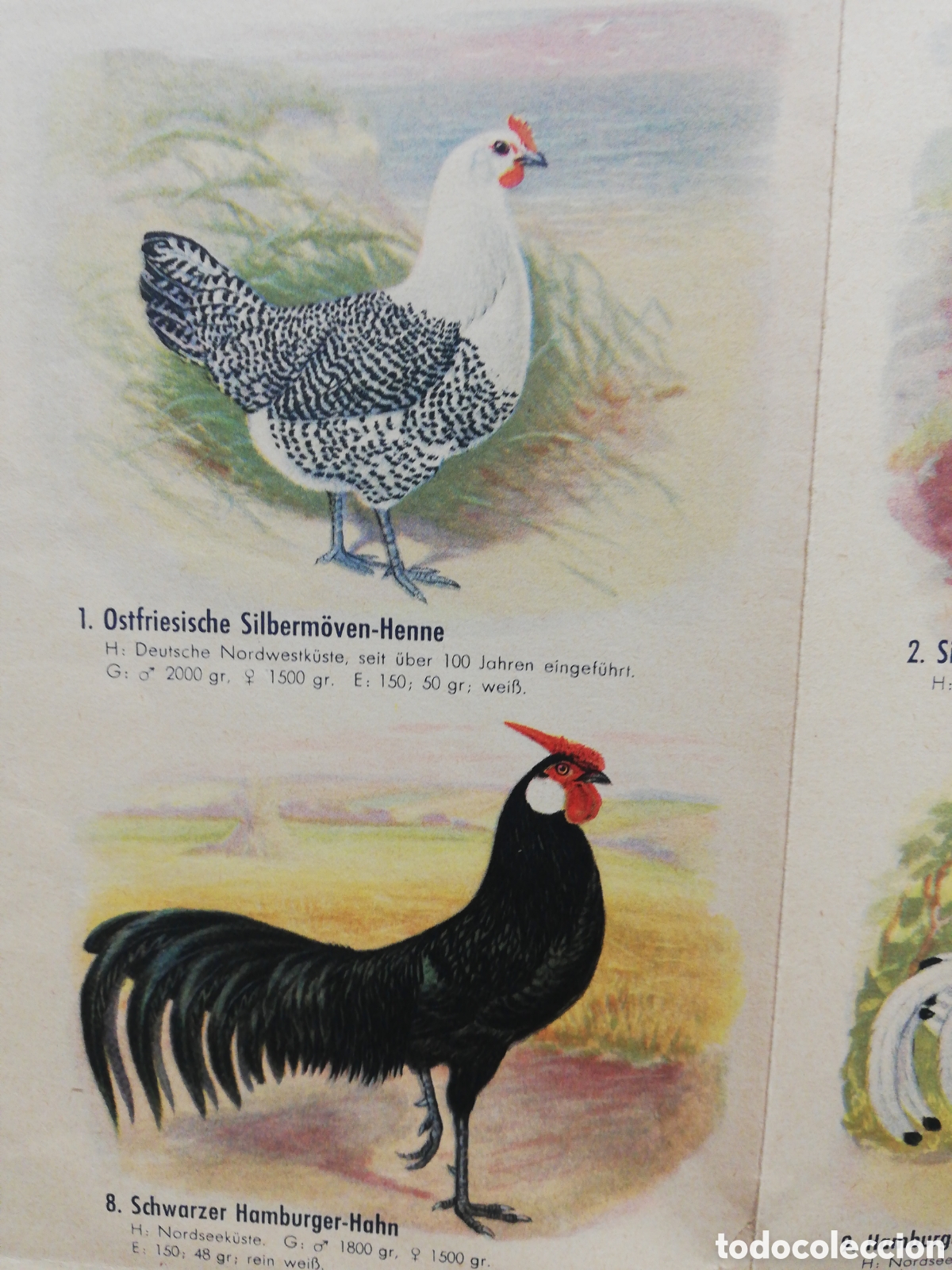 Carteles: Poster Desplegable de Razas de Pollos en Alem&aacute;n. - Foto 5