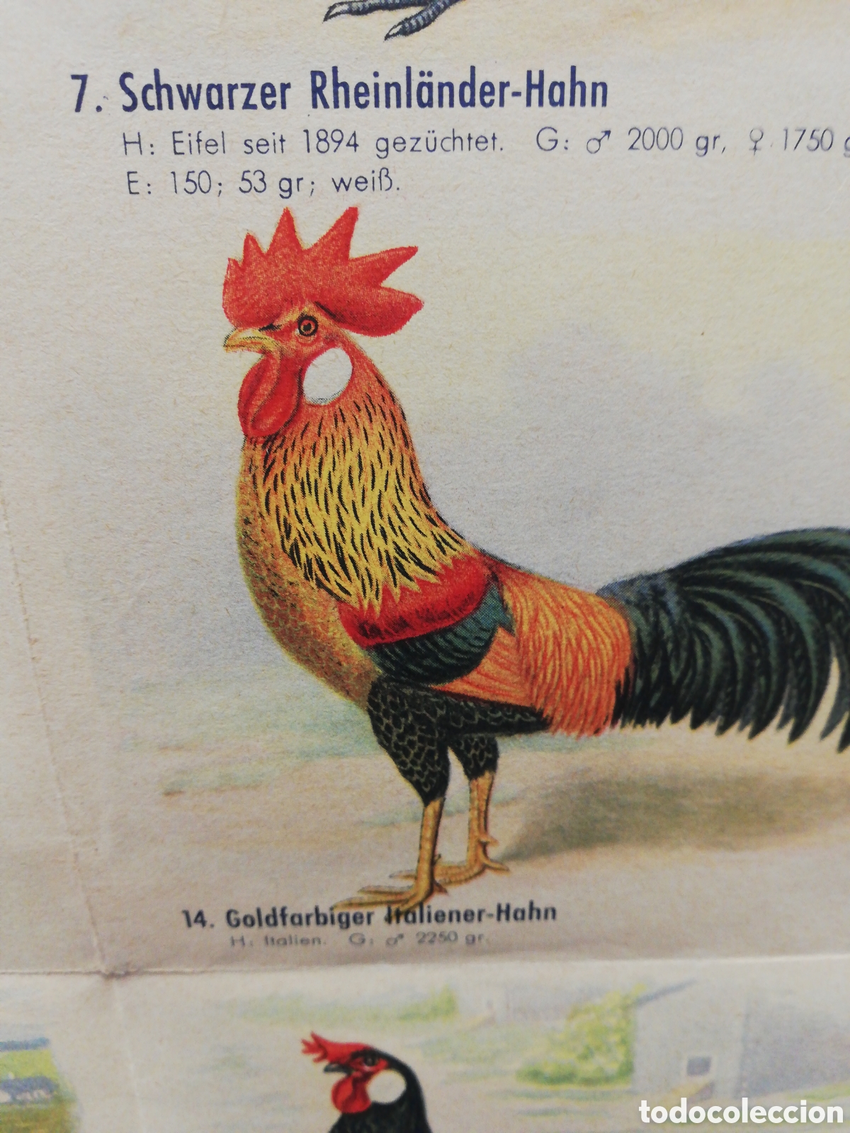 Carteles: Poster Desplegable de Razas de Pollos en Alem&aacute;n. - Foto 6
