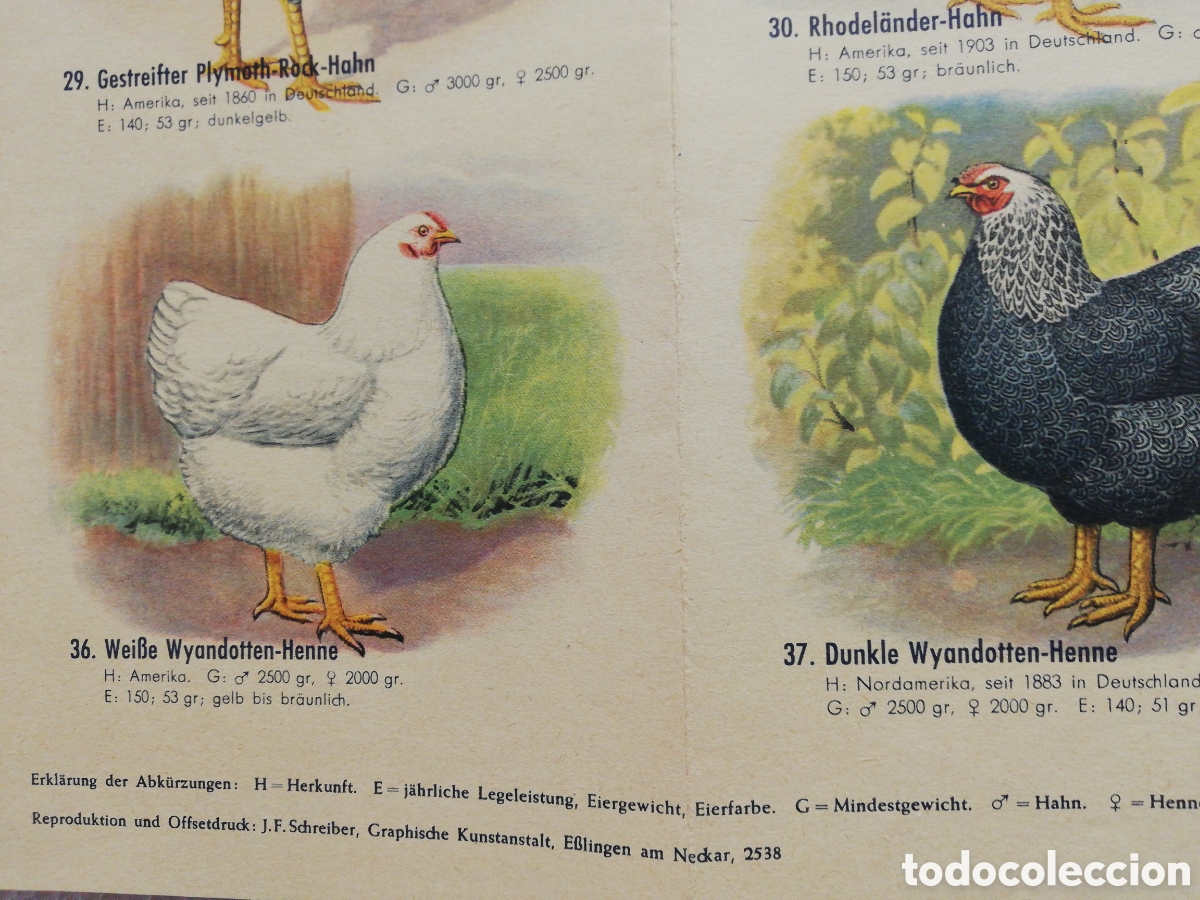 Carteles: Poster Desplegable de Razas de Pollos en Alem&aacute;n. - Foto 7