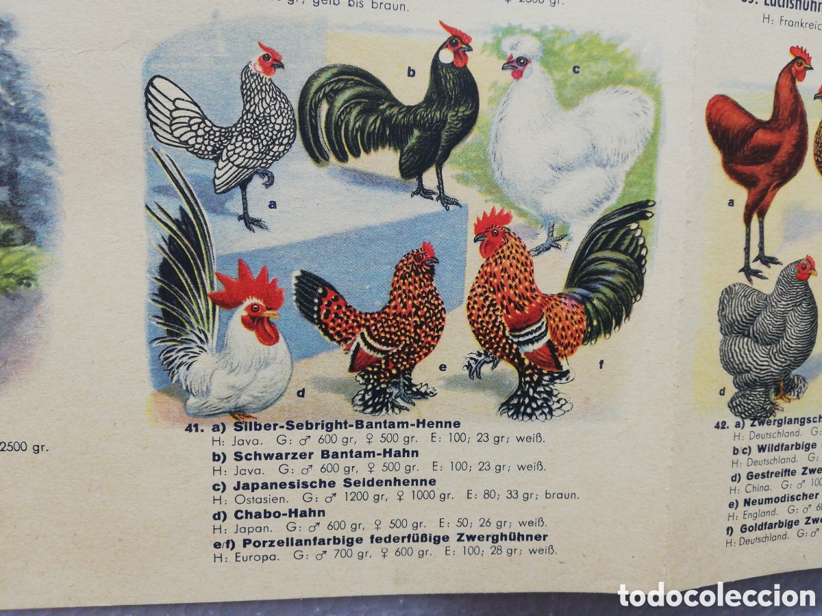 Carteles: Poster Desplegable de Razas de Pollos en Alem&aacute;n. - Foto 8