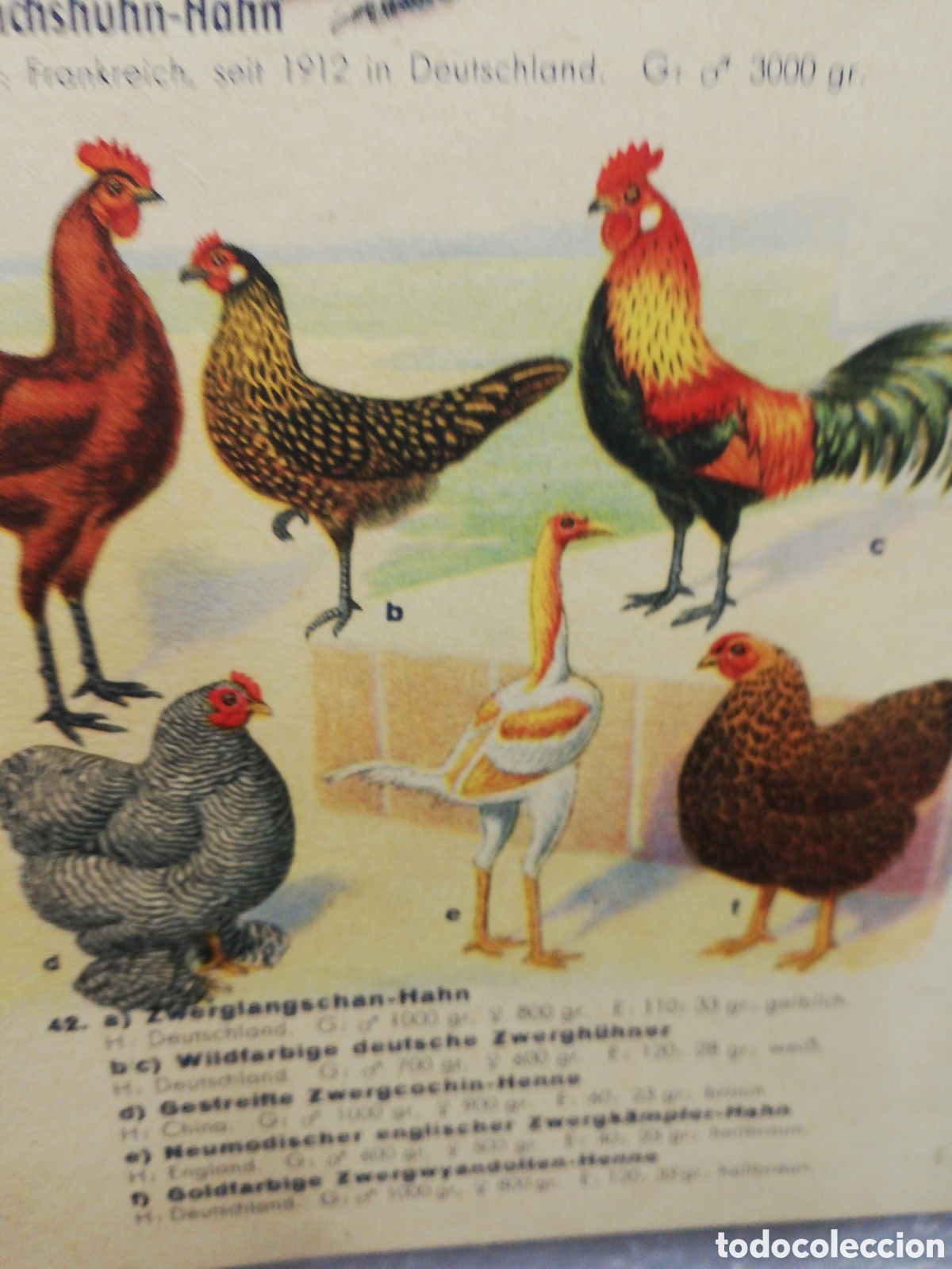 Carteles: Poster Desplegable de Razas de Pollos en Alem&aacute;n. - Foto 9