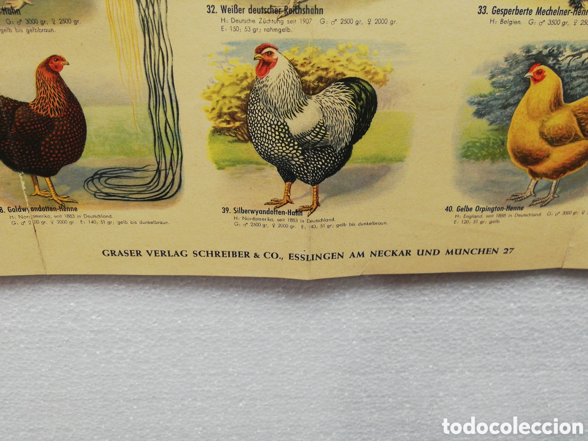 Carteles: Poster Desplegable de Razas de Pollos en Alem&aacute;n. - Foto 10