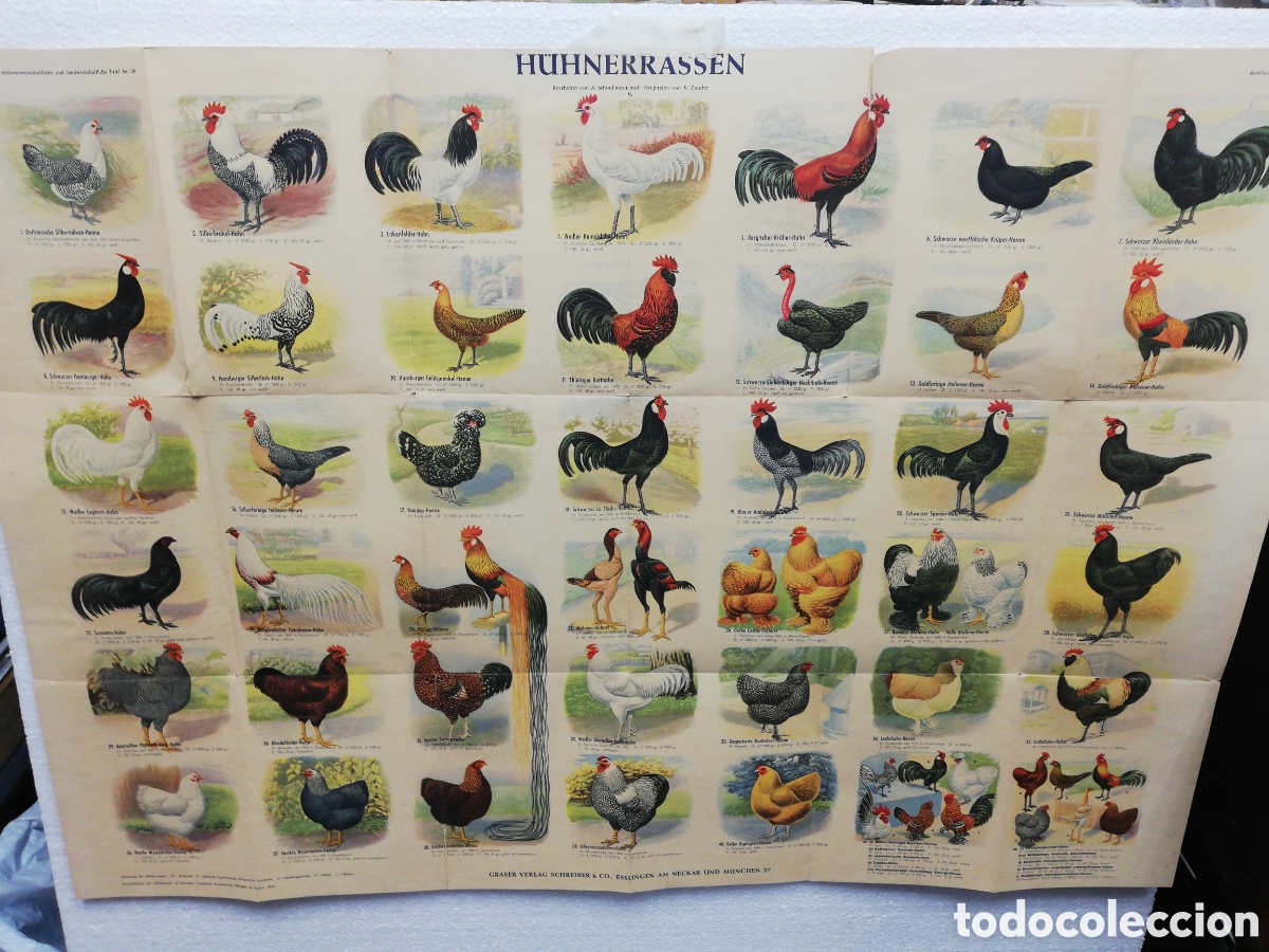 Carteles: Poster Desplegable de Razas de Pollos en Alem&aacute;n. - Foto 1
