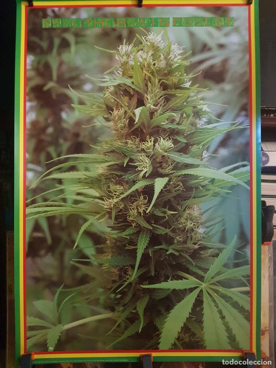 Carteles: MARIHUANA (BRAIN FOREST) BOSQUE CEREBRAL 61X92CM - Foto 1