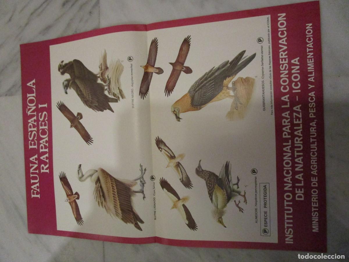 Carteles: FAUNA ESPA&Ntilde;OLA: RAPACES I - Foto 1