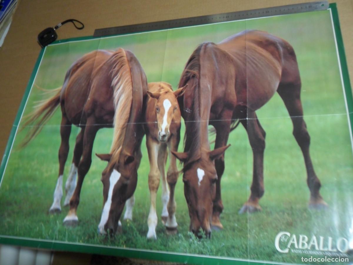 Carteles: CARTEL GRAN TAMA&Ntilde;O CABALLOS - Foto 1