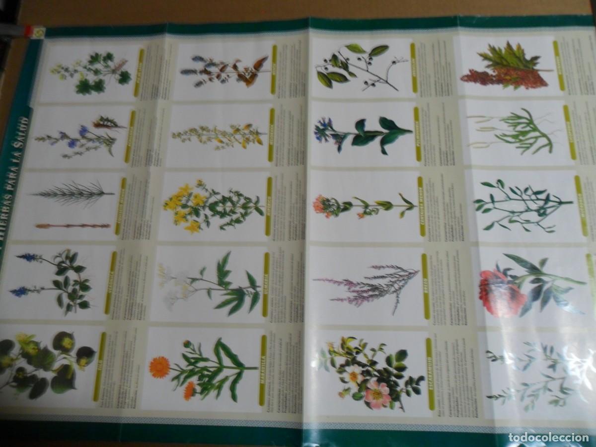 Carteles: PLANTAS Y HIERBAS PARA LA SALUD - Foto 1