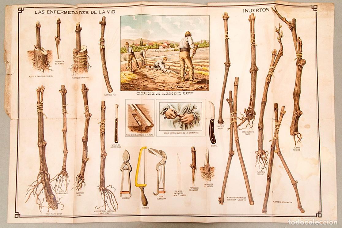 Carteles: INJERTOS Y ENFERMEDADES DE LA VID - LITOGRAF&Iacute;A - C. 1890