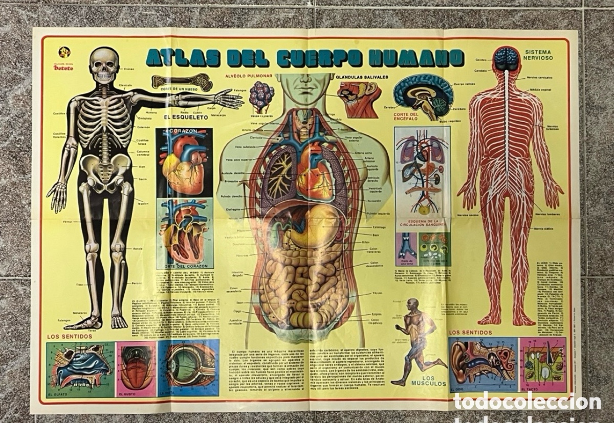 Carteles: ATLAS DEL CUERPO HUMANO.. Colecci&oacute;n Revista PETETE. Cartel Edelvives (a.1982) Med&iacute;das : 57 x 80 cm.