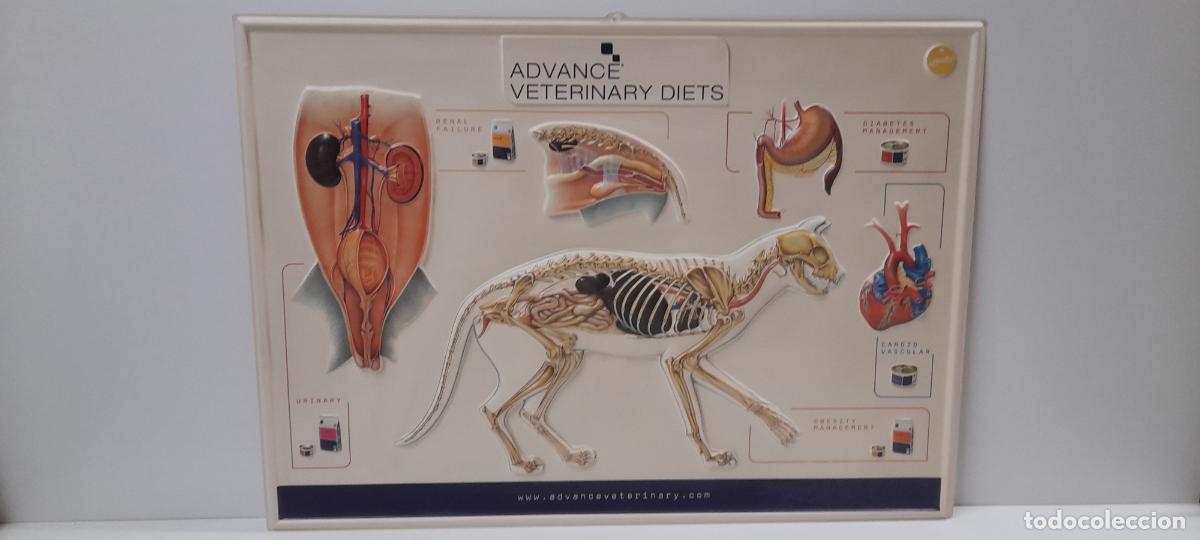 Carteles: CARTEL DE CONSULTA VETERINARIA . GATO . REALIZADO EN MATERIAL PLASTIFICADO Y RELIEVE . FRENTE 64 CM