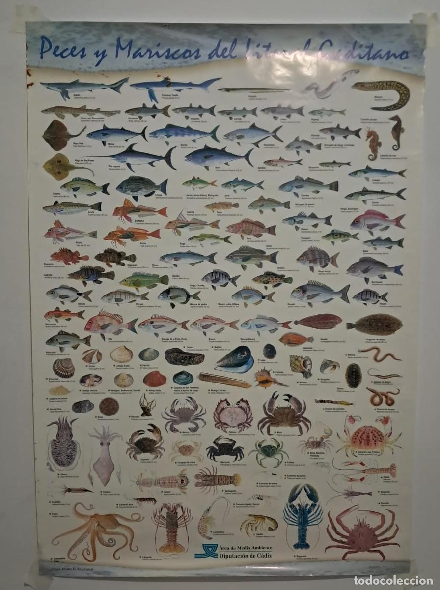 Carteles: Lote 5 Posters Marineros Vintage - Peces del Litoral Gaditano y Puerto de C&aacute;diz -Grandes Dimensiones