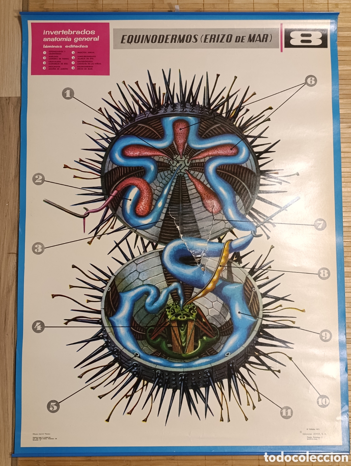 Carteles: L&aacute;mina escolar de anatom&iacute;a &ndash; Equinodermos (Erizo de mar) &ndash; N&ordm; 8 &ndash; Ediciones JOVER &ndash; 1971