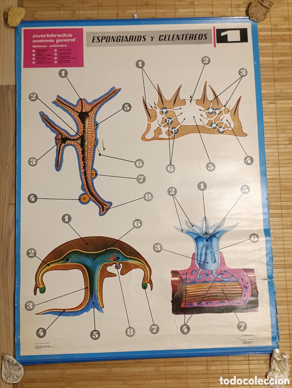 Carteles: L&aacute;mina escolar de anatom&iacute;a &ndash; Esponjarios y Celent&eacute;reos &ndash; N&ordm; 1 &ndash; Ediciones JOVER &ndash; 1971