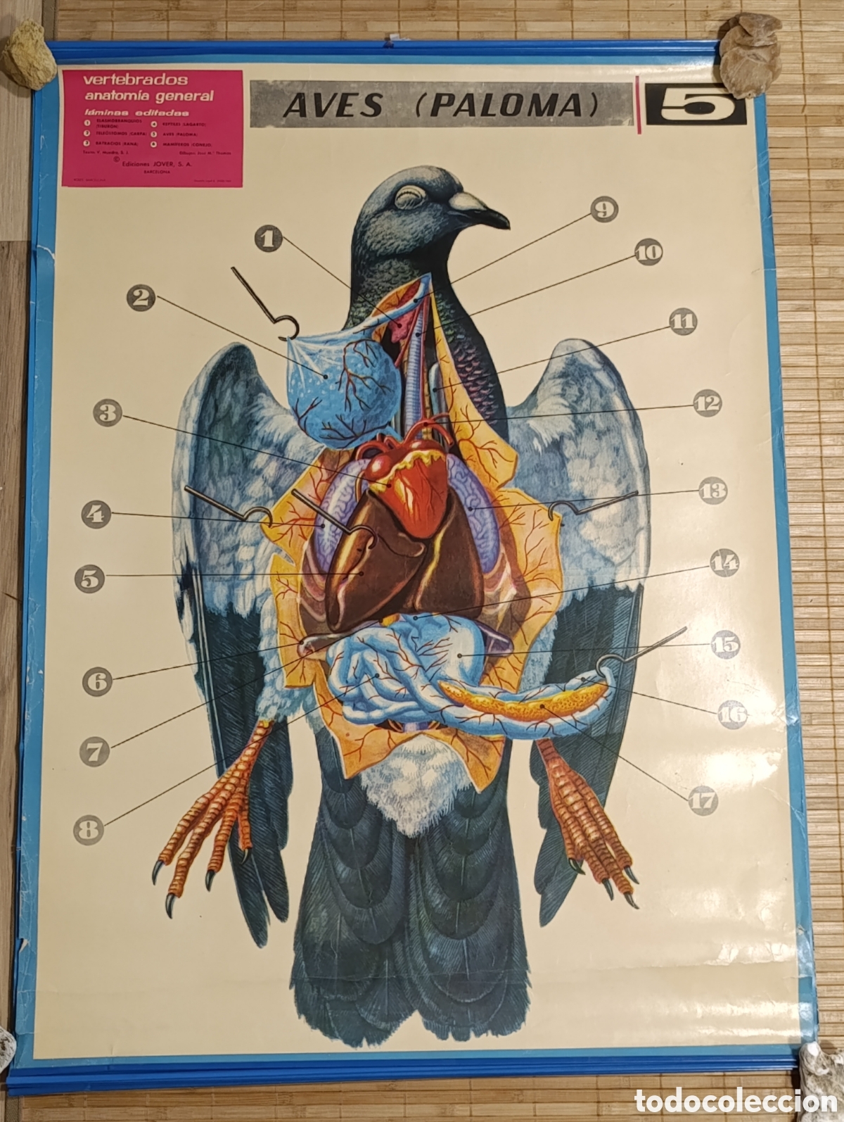 Carteles: L&aacute;mina escolar de anatom&iacute;a &ndash; Aves (Paloma) &ndash; N&ordm; 5 &ndash; Ediciones JOVER &ndash; 1971