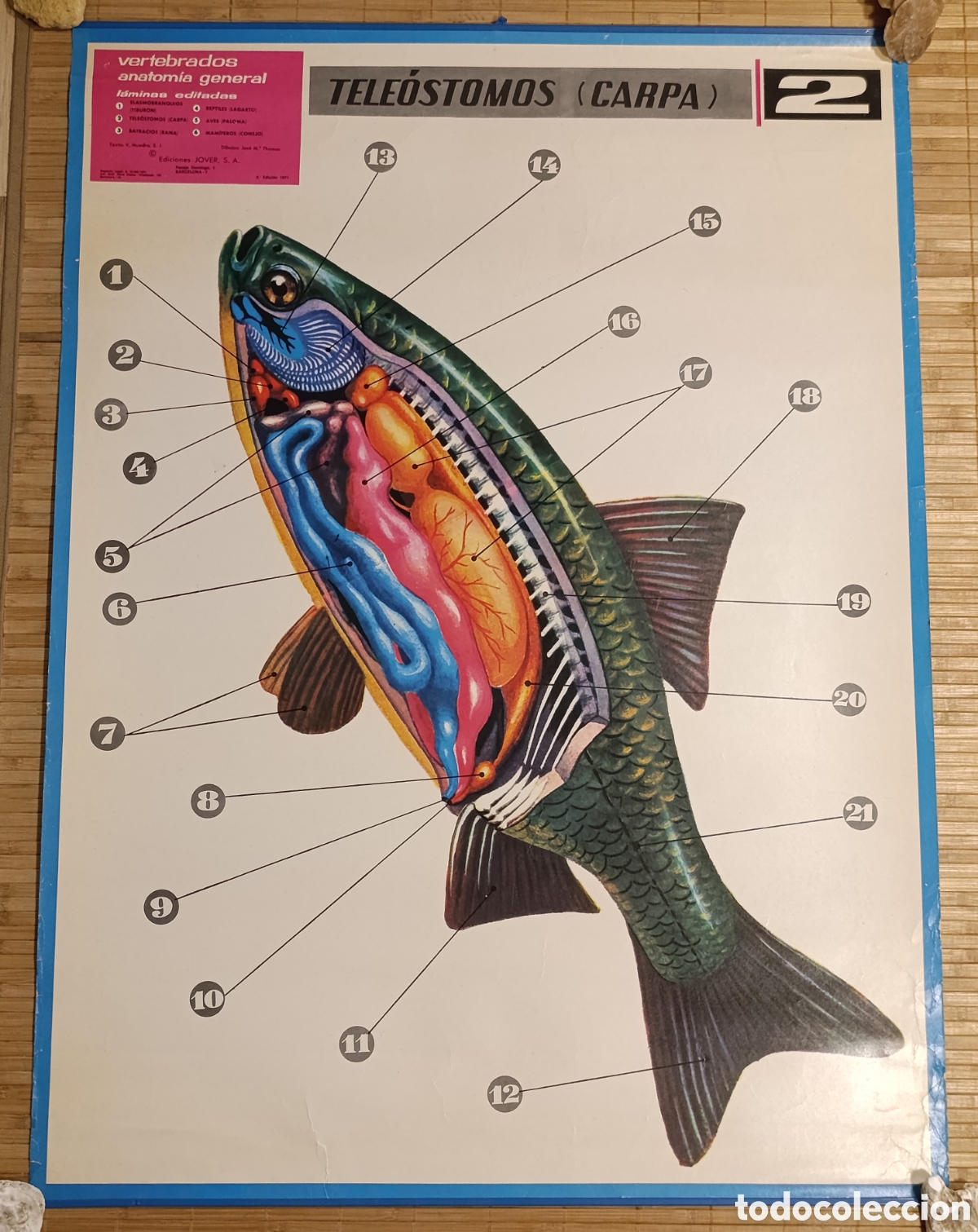 Carteles: L&aacute;mina escolar de anatom&iacute;a &ndash; Tele&oacute;stomos (Carpa) &ndash; N&ordm; 2 &ndash; Ediciones JOVER &ndash; 1971