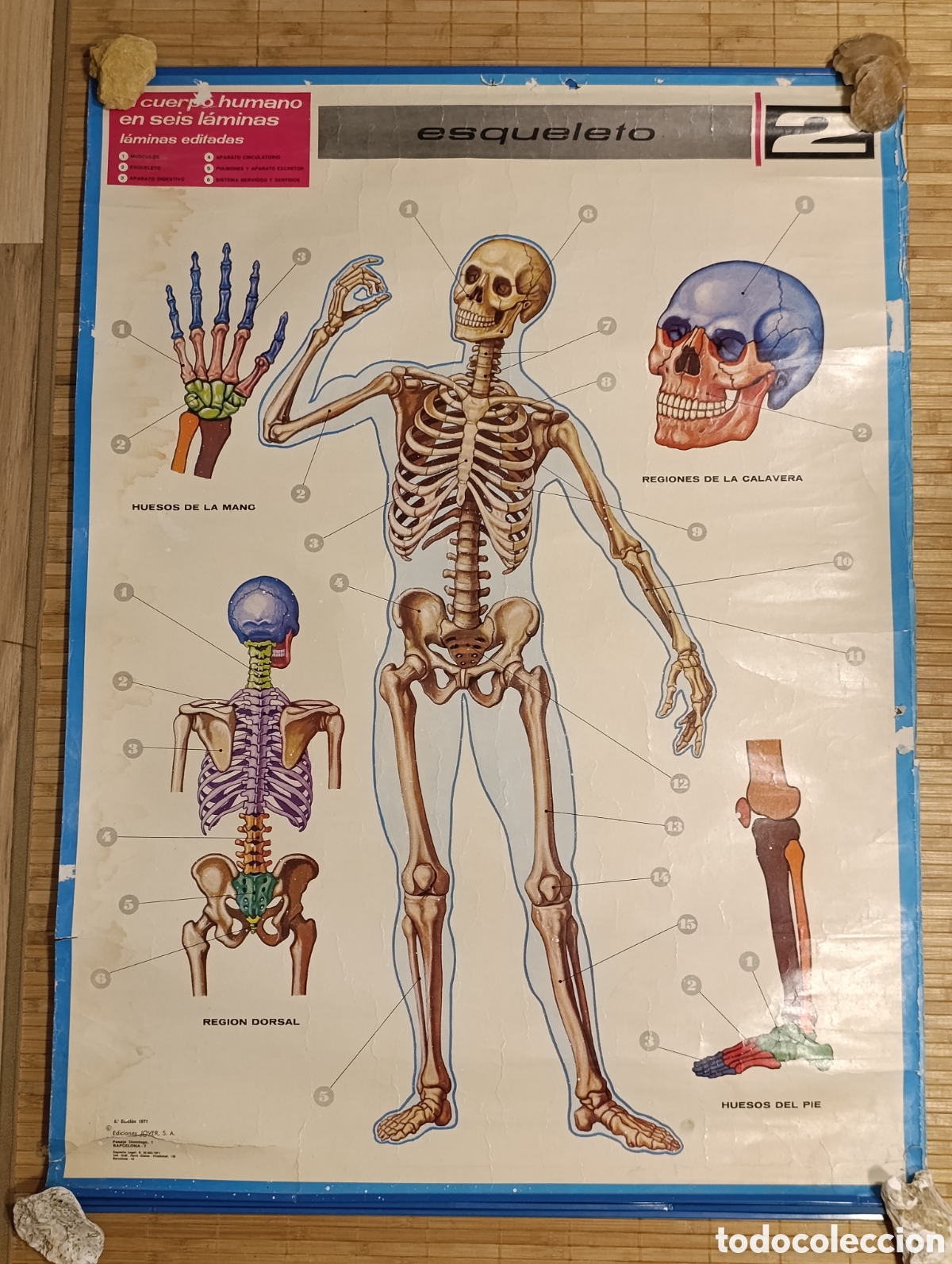 Carteles: L&aacute;mina escolar de anatom&iacute;a &ndash; Esqueleto &ndash; N&ordm; 2 &ndash; Ediciones JOVER &ndash; 1971