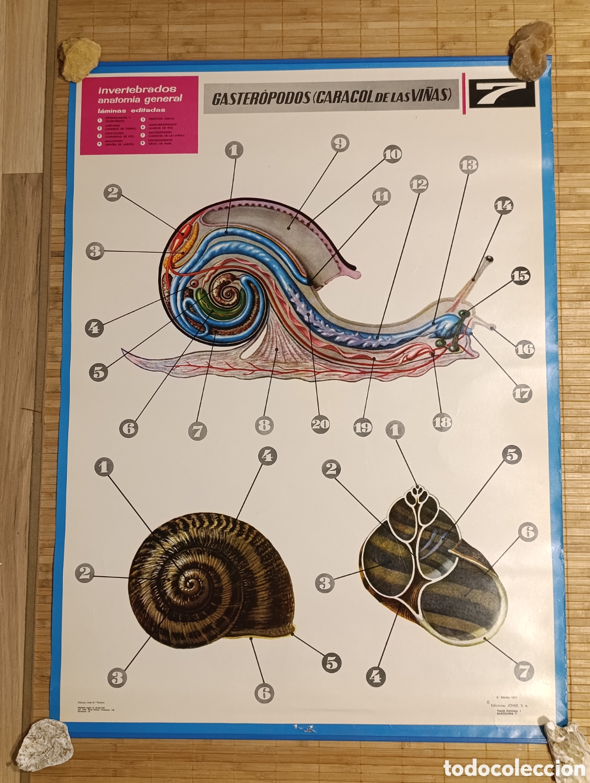 Carteles: L&aacute;mina escolar de anatom&iacute;a &ndash; Gaster&oacute;podos (Caracol de las vi&ntilde;as) &ndash; N&ordm; 7 &ndash; Ediciones JOVER &ndash; 1971