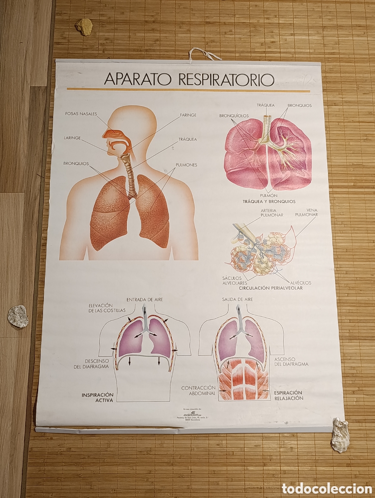 Carteles: L&aacute;mina escolar reversible &ndash; Aparato respiratorio / Aparato excretor &ndash; Eurodidac