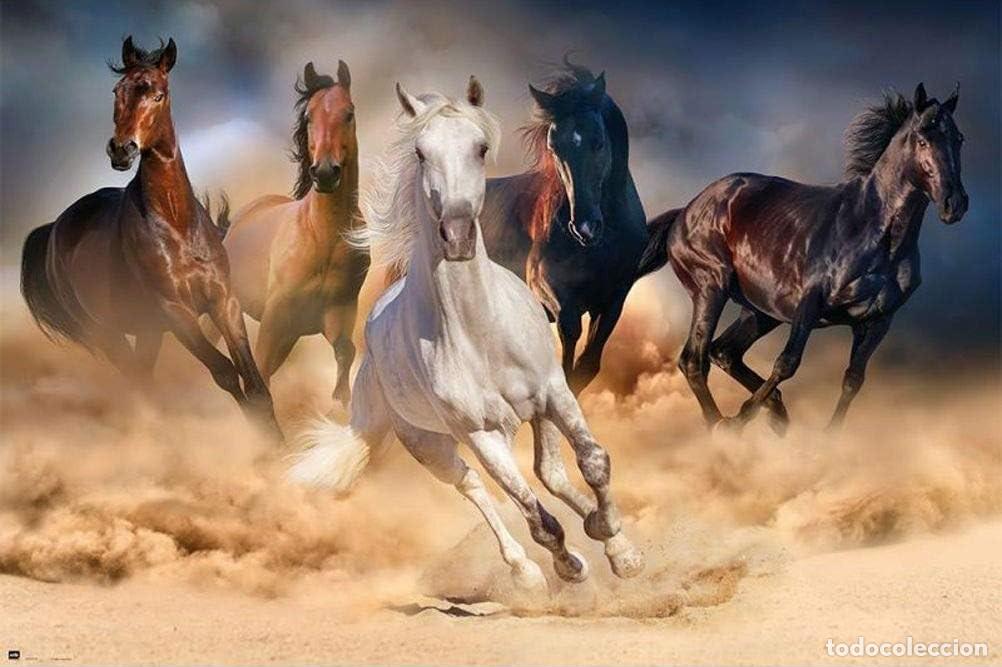 Carteles: Poster Cinco Caballos (POSTER 61 x 91,5)