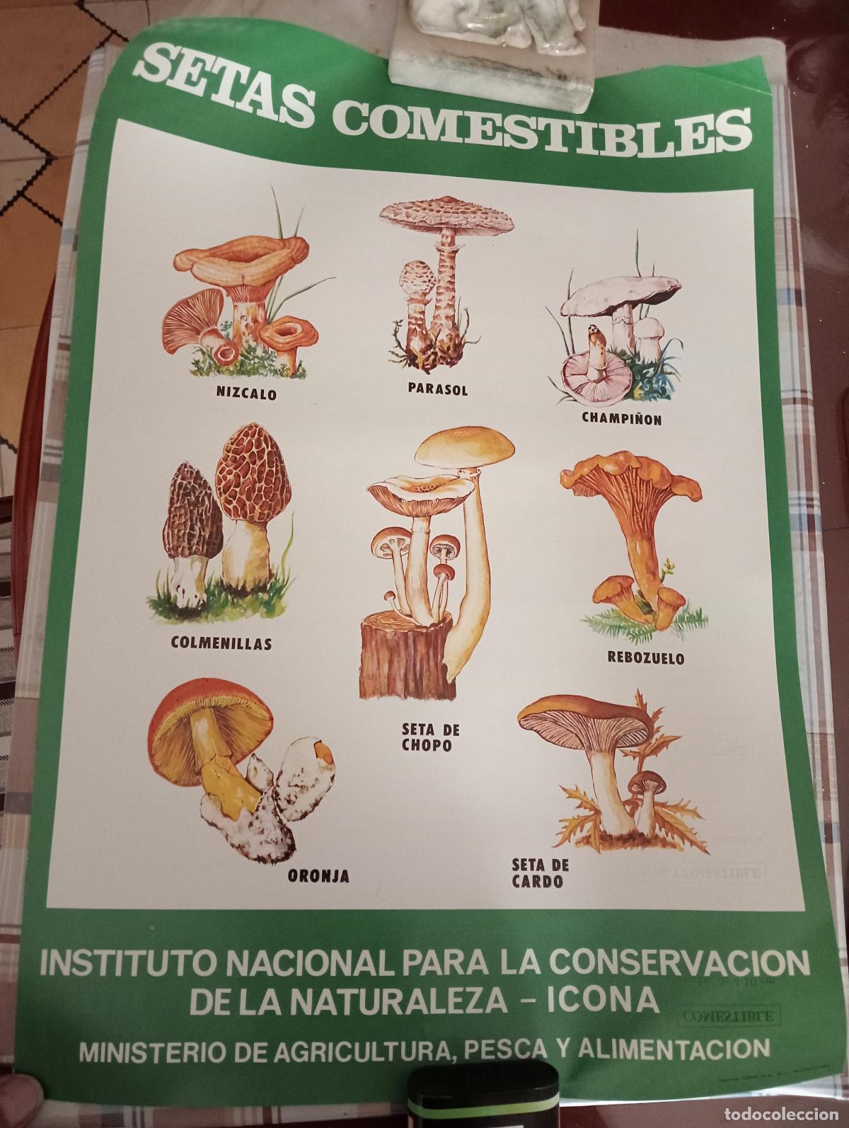 Carteles: CARTEL POSTER ICONA PROTECCI&Oacute;N NATURALEZA A&Ntilde;OS 70 PRECIO UNIDAD RAPACES,SETAS, MAM&Iacute;FEROS,NOCTURNAS,