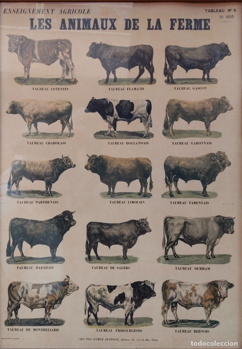 Affiches: ANTIGUO Y PRECIOSO CARTEL LITOGRAFIA ENMARCADO DE LOS ANIMALES DE LA GRANJA TOROS Y VACAS A&Ntilde;OS 40 50