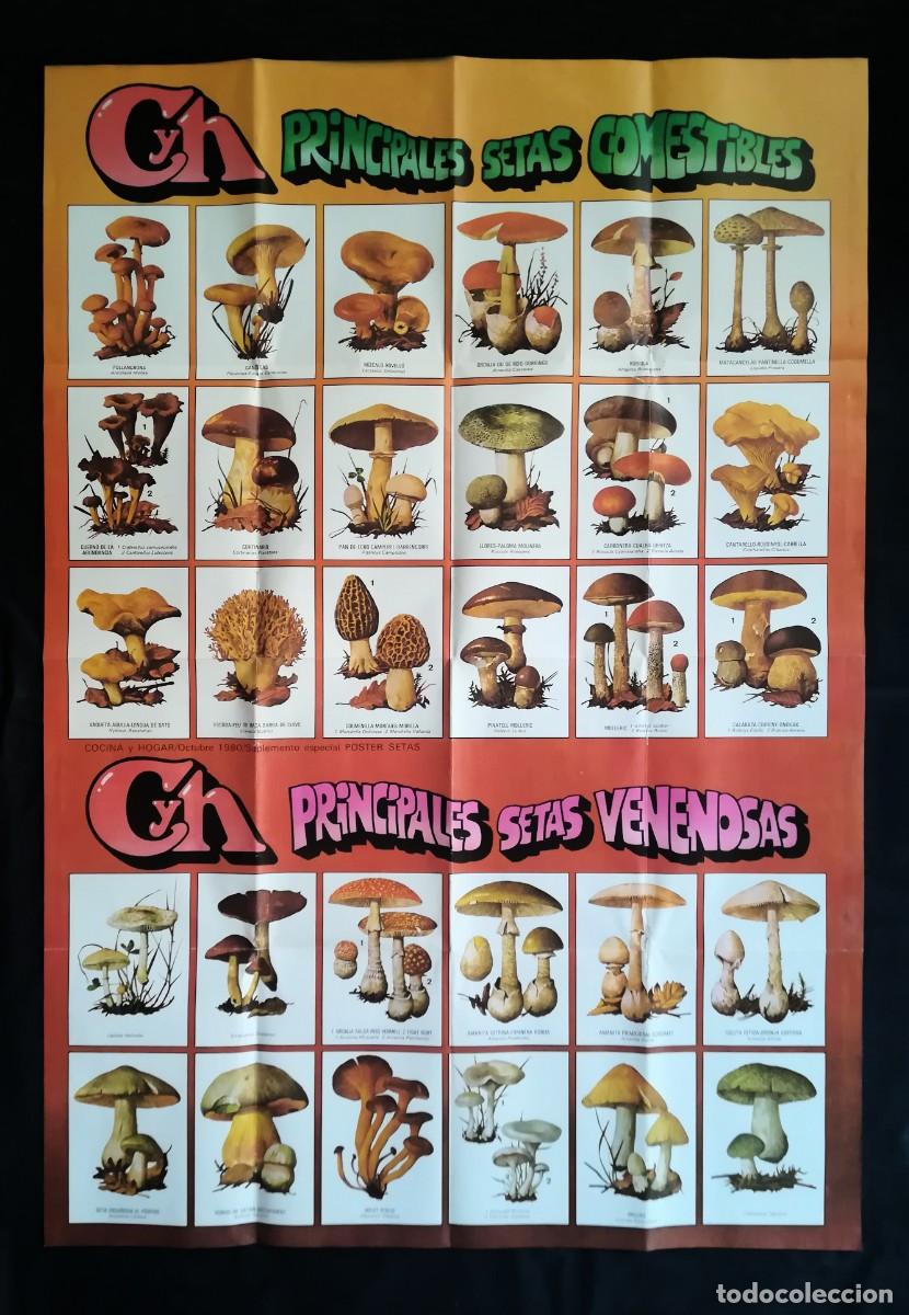 Carteles: P&oacute;ster. Principales setas comestibles y venenosas. 1980. 60x90 cms.