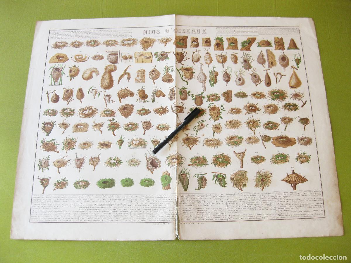Carteles: GRAN L&Aacute;MINA ANTIGUA DE NIDOS DE P&Aacute;JAROS. ENCYCLOP&Eacute;DIE BOUASSE LEBEL