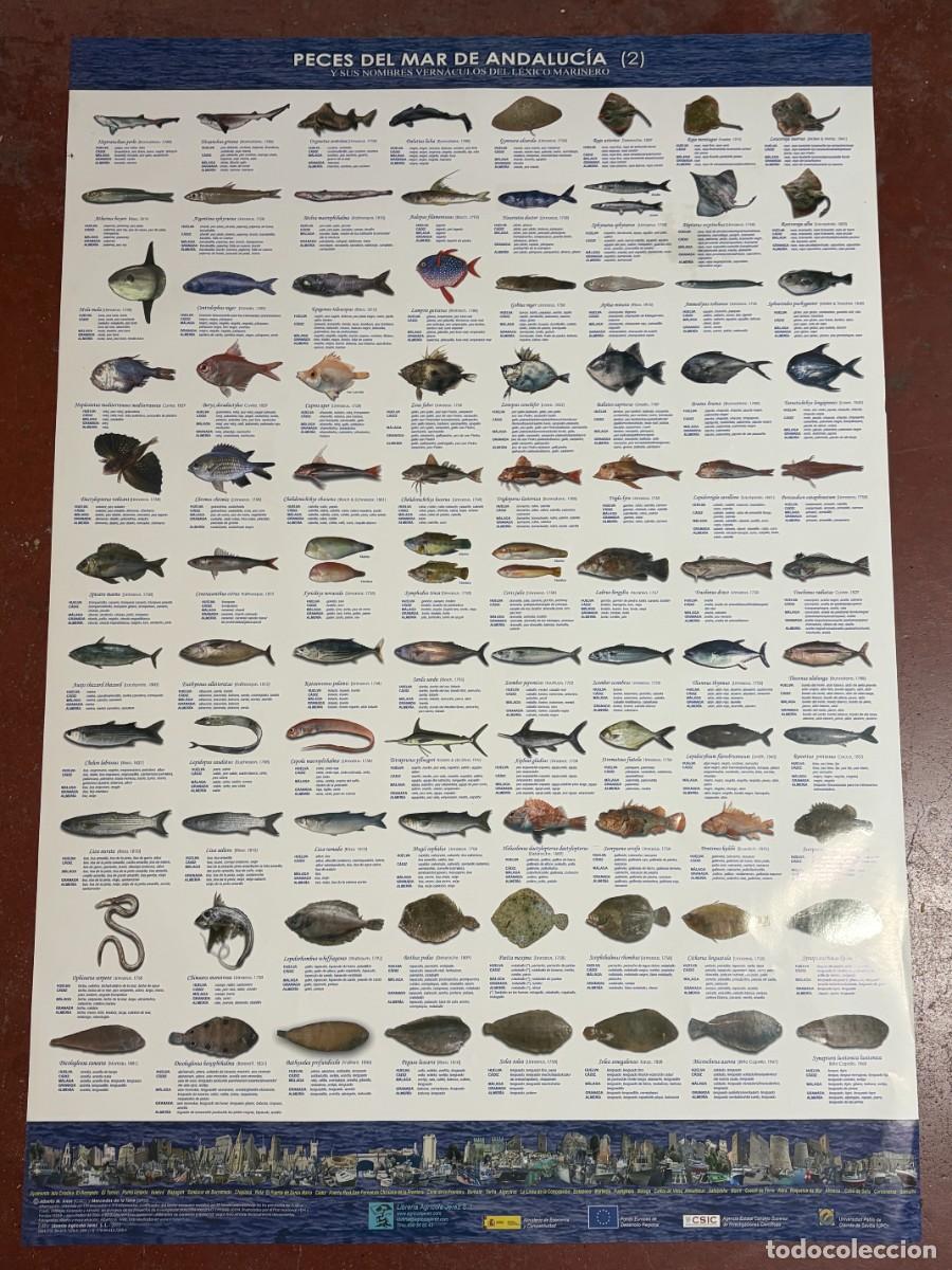 Cartazes: CARTEL. PECES DEL MAR DE ANDALUC&Iacute;A Y SUS NOMBRES VERN&Aacute;CULOS DEL L&Eacute;XICO MARINERO. VER FOTOS