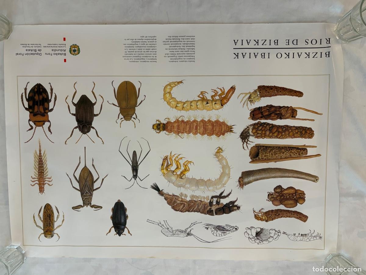 Carteles: R&Iacute;OS DE VIZCAYA INSECTOS TRICOPTEROS COLEOPTEROS HEMIPTEROS Y MAGALIPTERIS
