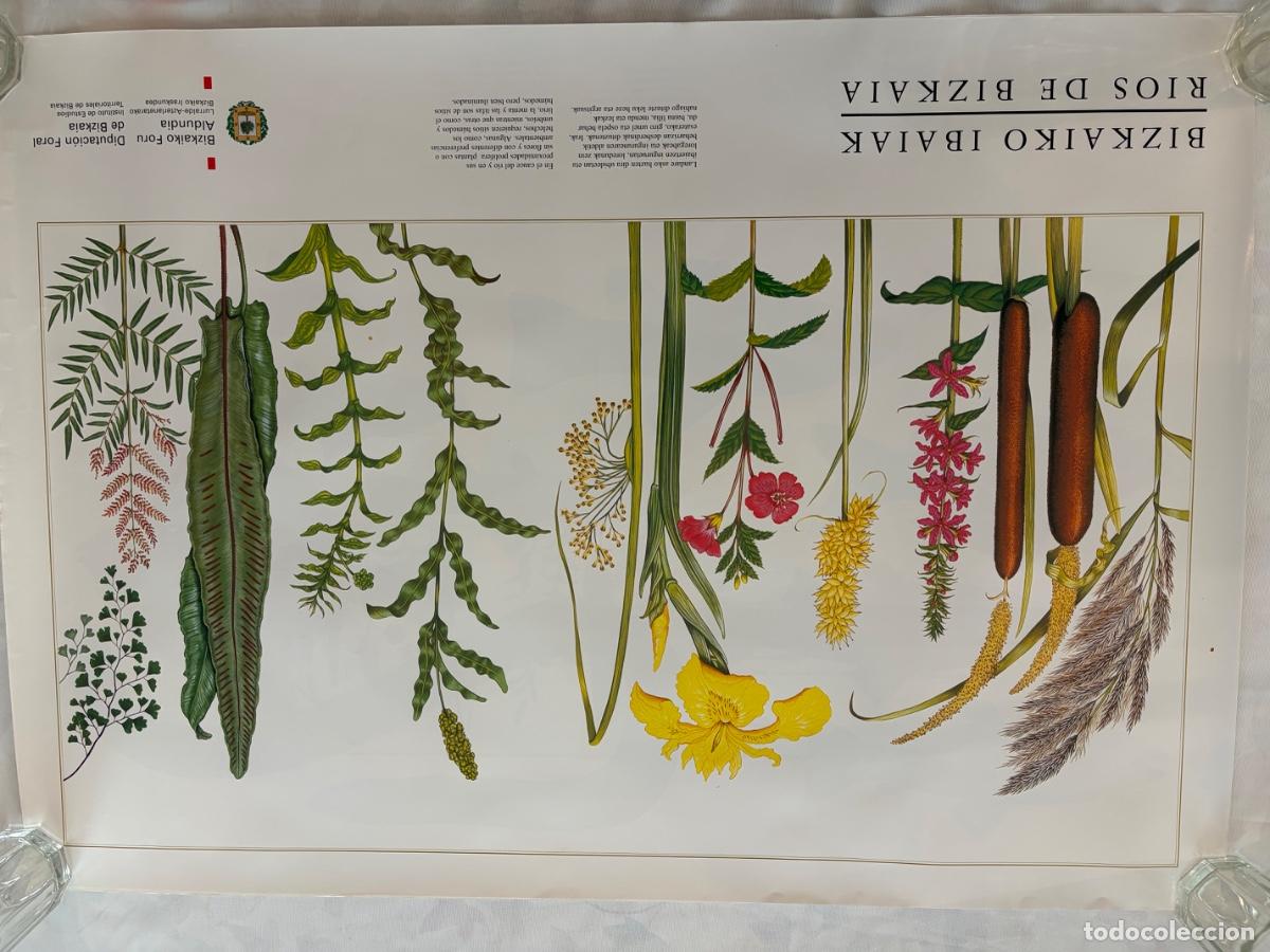 Carteles: L&Aacute;MINA RIOS DE BIZKAIA PLANTAS CAUCE DE RIO
