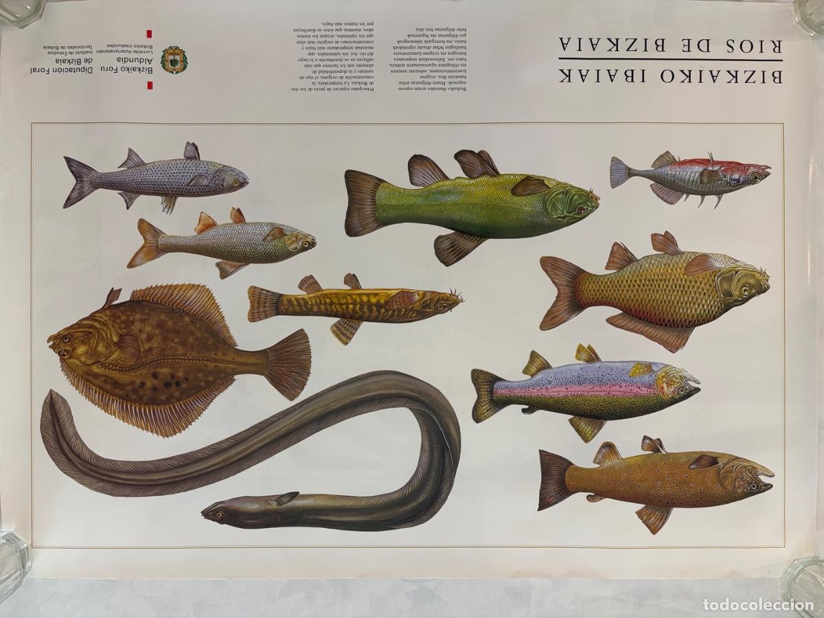 Carteles: L&Aacute;MINA RIOS DE BIZKAIA PECES DE RIO DIPUTACI&Oacute;N FLORAL DE BIZKAIA