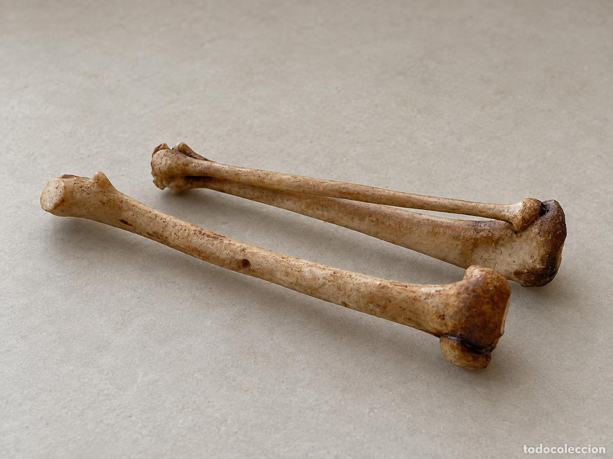 Casas de mu&ntilde;ecas: Huesos f&eacute;mur, tibia y peron&eacute; de en miniatura