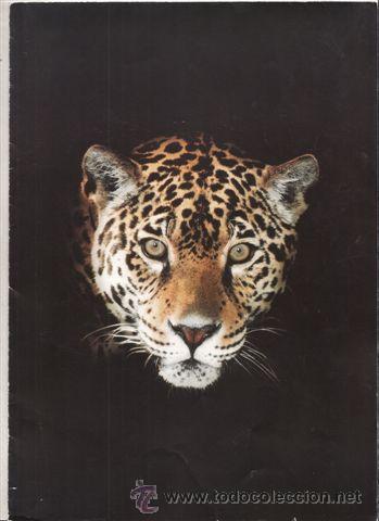 Coches y Motocicletas: CATALOGO JAGUAR GAMA 1998 (OR8IGINAL) FOTOS DE LOS MODELOS 7 PAGINAS IDIOMA ESPA&Ntilde;OL