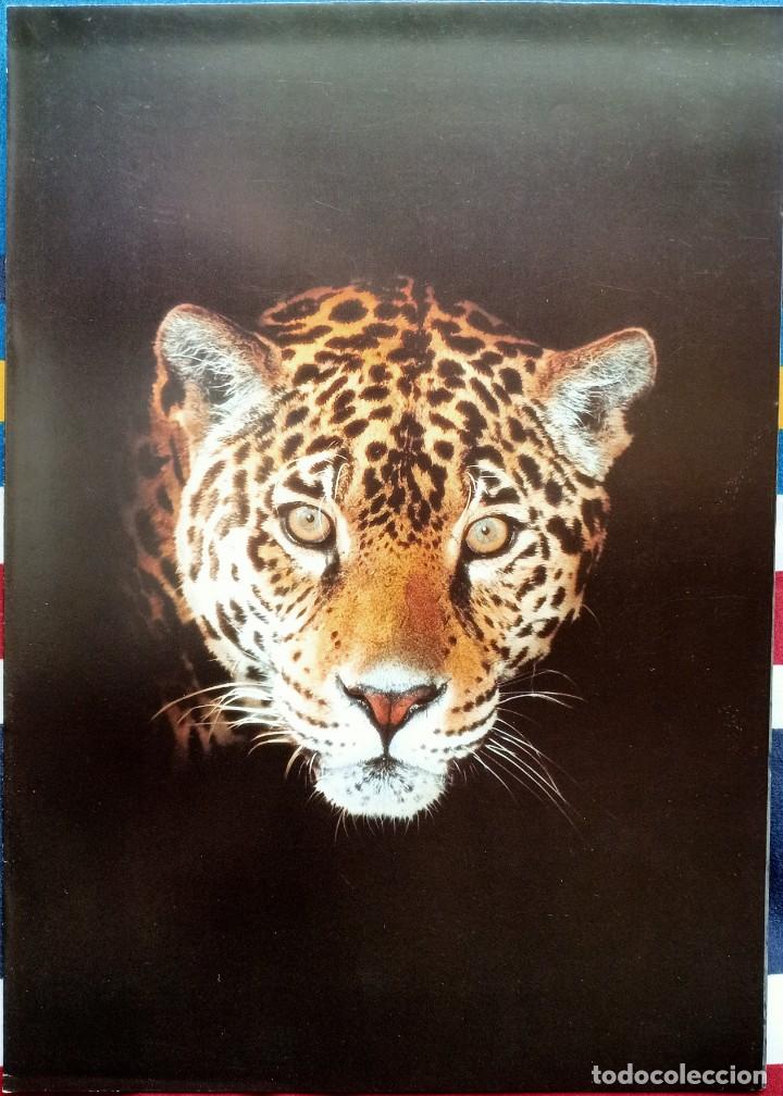 Coches y Motocicletas: Cat&aacute;logo Jaguar Gama 1996. En espa&ntilde;ol *