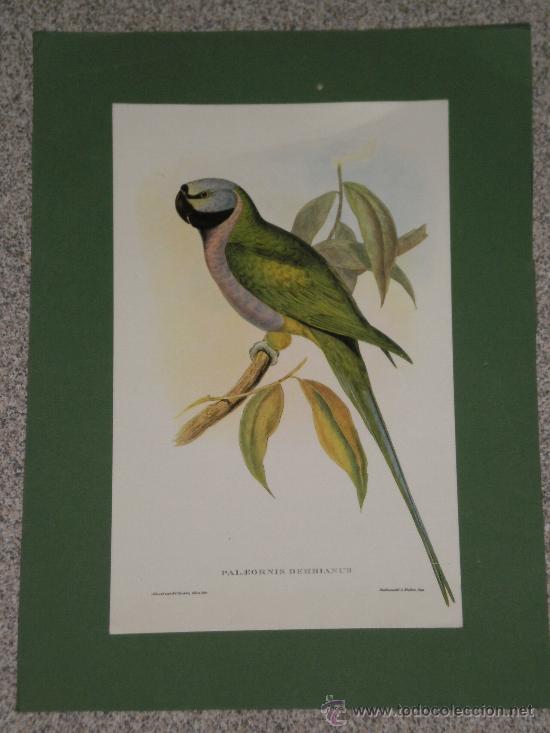 Advertising Catalogs: LAMINA DE PALEORNIS DERBIANUS ( LORITO DE CHINA ) . TRASERA PUBLICITARIA , VER .