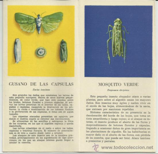 Cat&aacute;logos publicitarios: INSECTOS DEL ALGOD&Oacute;N - Foto 2