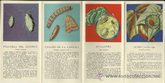 Cat&aacute;logos publicitarios: INSECTOS DEL ALGOD&Oacute;N - Foto 3
