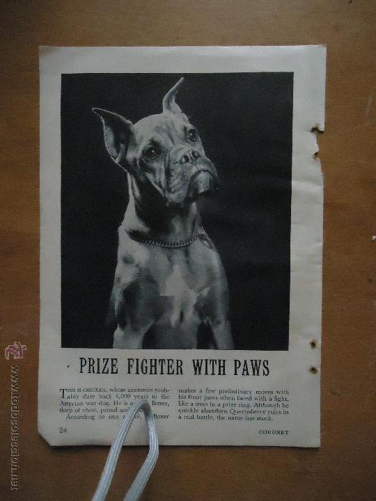 Catalogues publicitaires: PUBLICIDAD ORIGINAL -  perro boxer