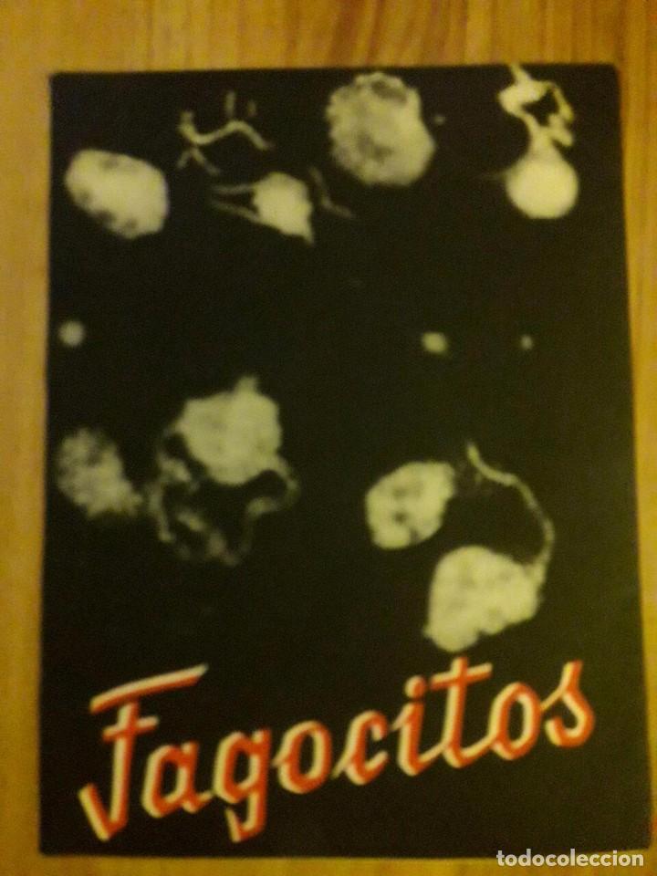 Cat&aacute;logos publicitarios: FARMACIA / PRONTOSIL / D&Iacute;PTICO - Foto 1