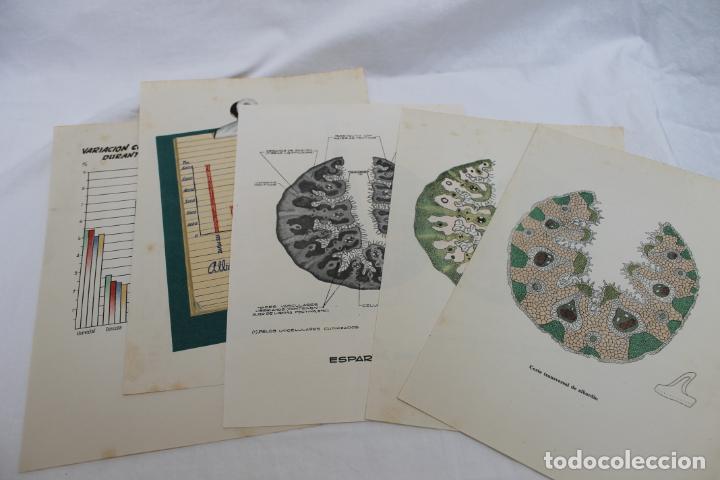 Werbekataloge: LAMINAS SOBRE EL ESPARTO A&Ntilde;O 1949-1950 Y ESTADISTICAS