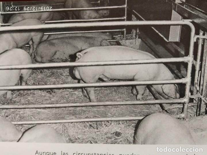 Cat&aacute;logos publicitarios: EL SUPERFOSFATO DE CAL EN ESPA&Ntilde;A. - Foto 3