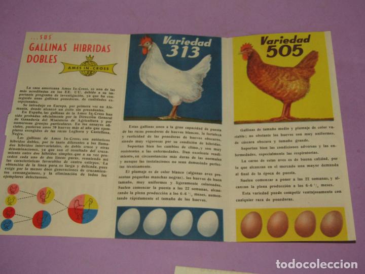 Cat&aacute;logos publicit&aacute;rios: Antiguo Cat&aacute;logo Publicitario de INAGRISA y sus Gallinas AMES IN - CROS Variedades 313 y 505