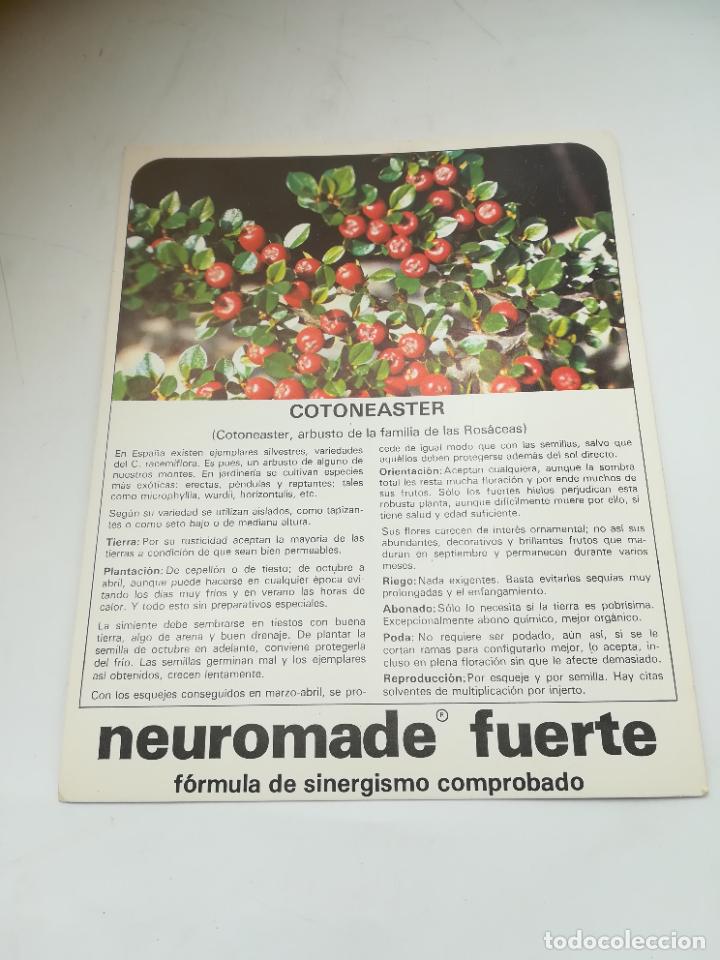 Werbekataloge: FICHA PUBLICITARIA FARMACIA. NEUROMADE FUERTE. PLANTA COTONEASTER. VER DORSO