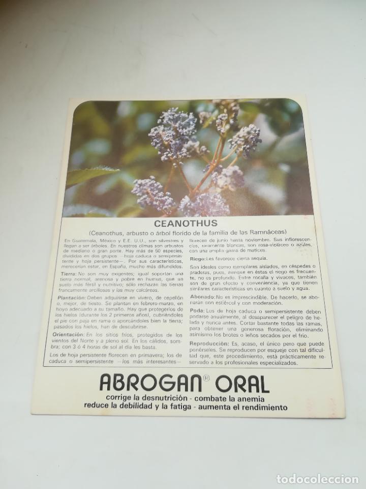 Werbekataloge: FICHA PUBLICITARIA FARMACIA. ABROGAN ORAL. PLANTA NEANOTHUS. VER DORSO