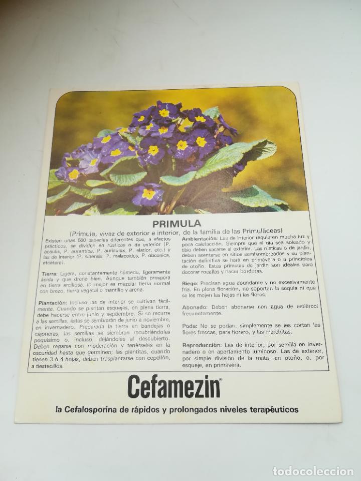 Werbekataloge: FICHA PUBLICITARIA FARMACIA. CEFAMEZIN. PLANTA PRIMULA. VER DORSO