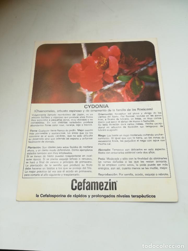 Werbekataloge: FICHA PUBLICITARIA FARMACIA. CEFAMEZIN. PLANTA CYDONIA. VER DORSO